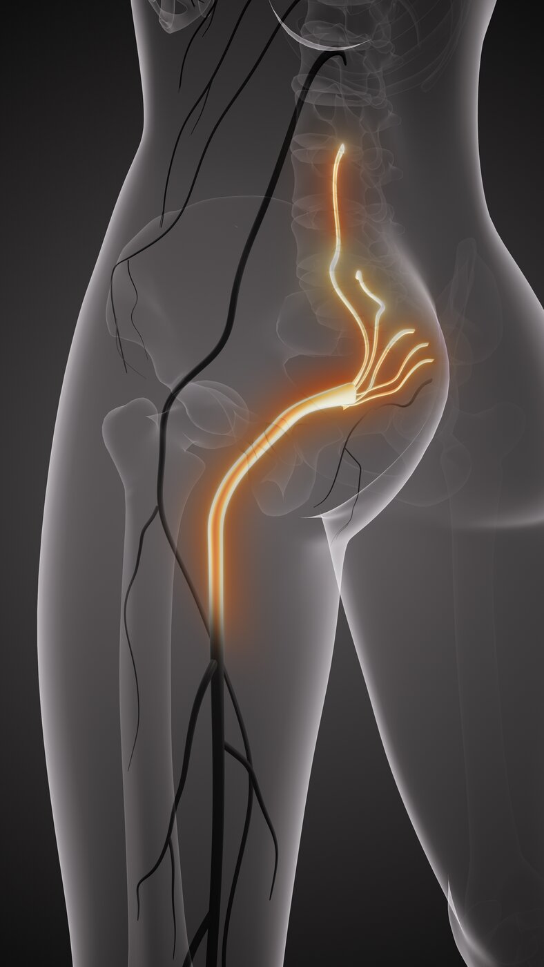 Hip Pain anatomy diagram
