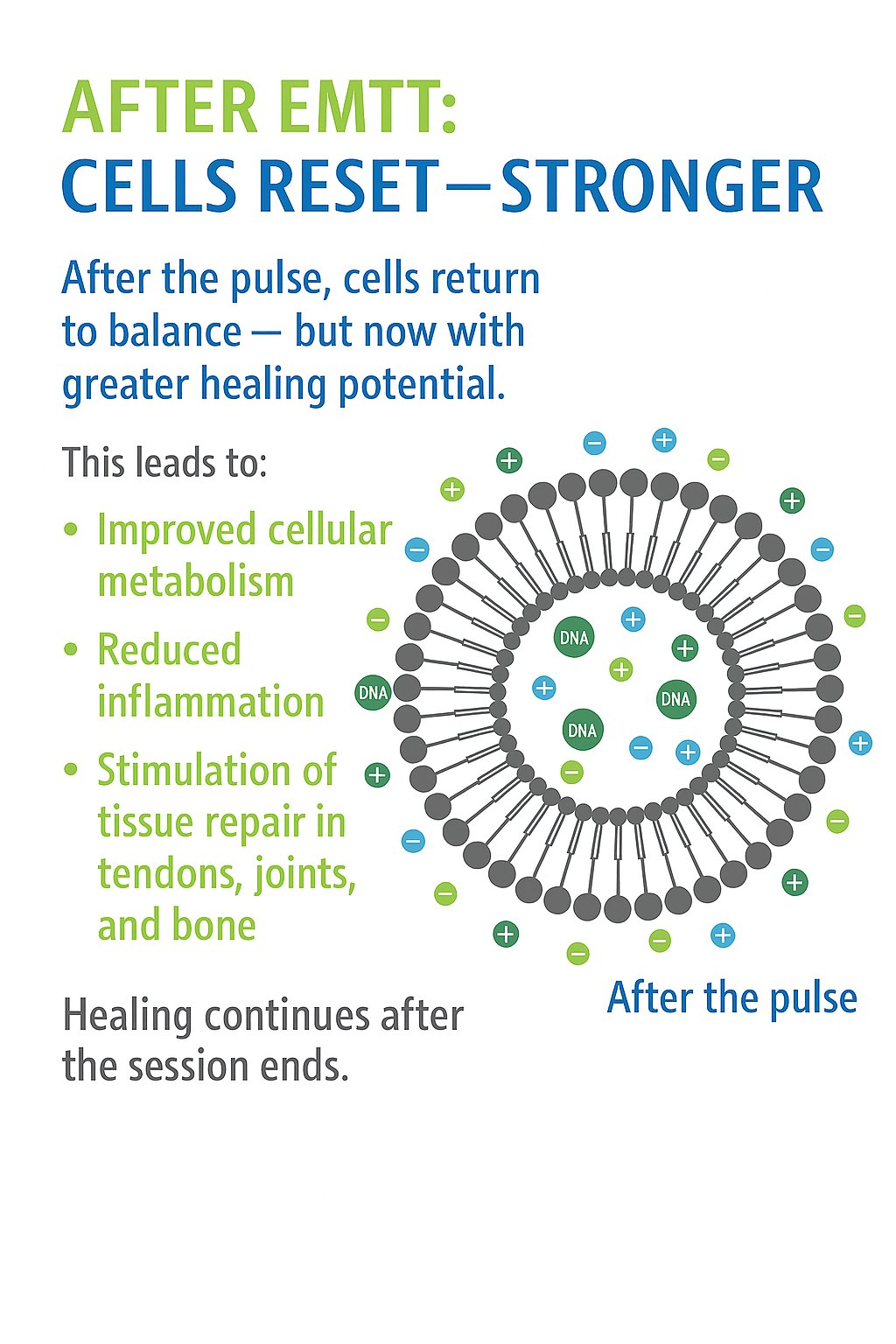 Illustration of improved cellular metabolism, reduced inflammation, and tissue regeneration