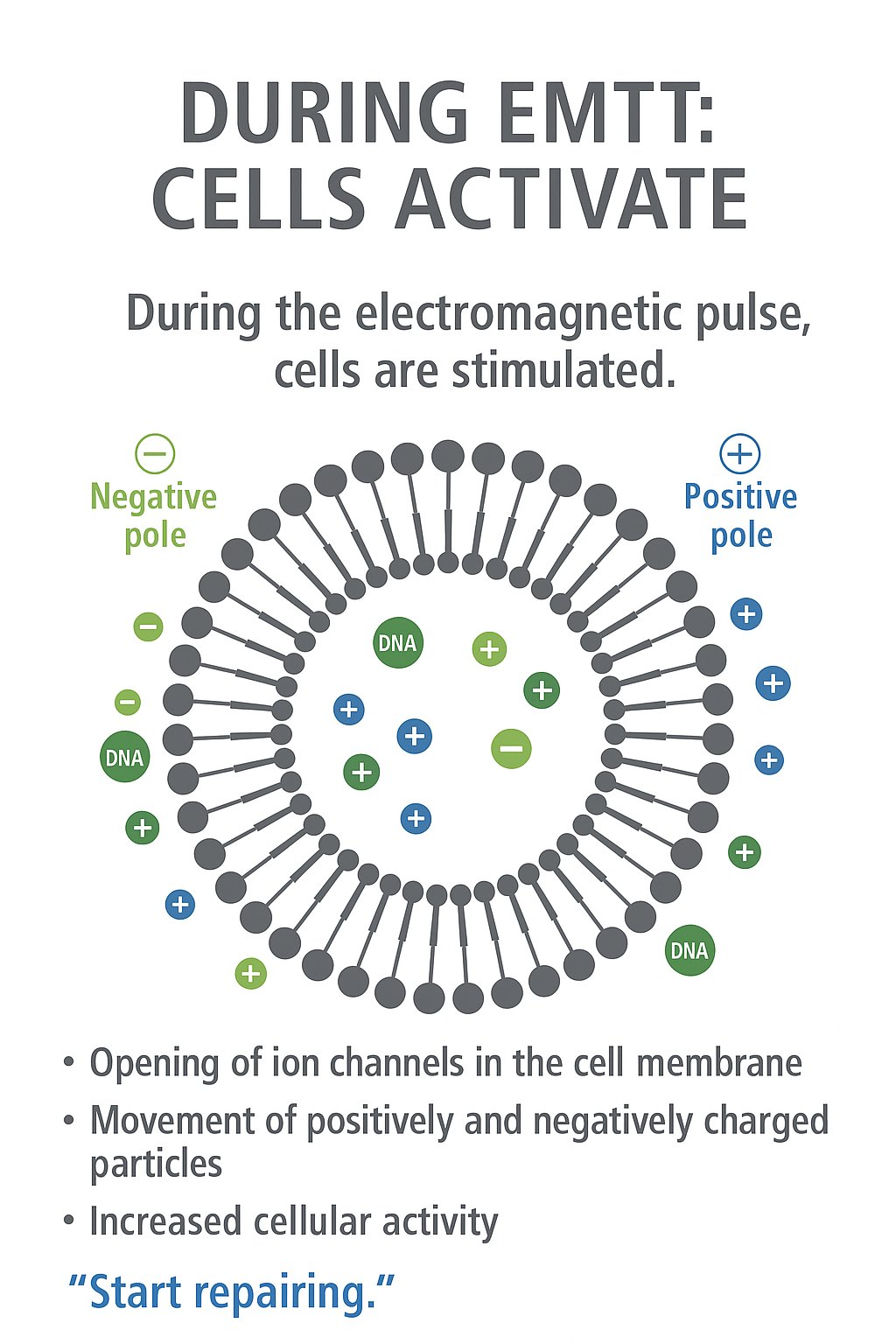 Illustration of cell membrane activation, ion movement, ATP and calcium signaling
