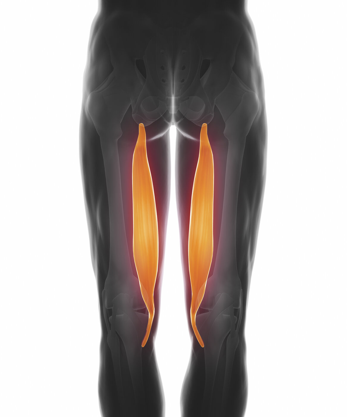 Hamstring Strain & Tendinopathy anatomy diagram